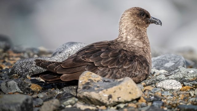 Bird flu had been found in a migratory sea bird, a brown skua, in remote Western Australia