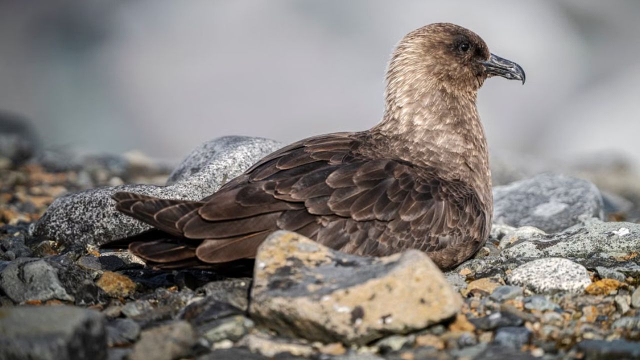 Bird flu had been found in a migratory sea bird, a brown skua, in remote Western Australia