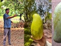 &lsquo;आमों की मलिका&rsquo; नूरजहां का जलवा; 3.30 किलो का आम ₹3,800 में बिका, 4 किलो तक पहुंचने की उम्मीद