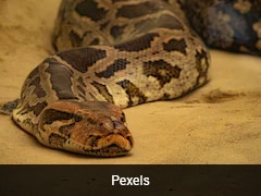 Chinese Man Caught Breeding 300 Pythons In Flat After Power Bill Shock