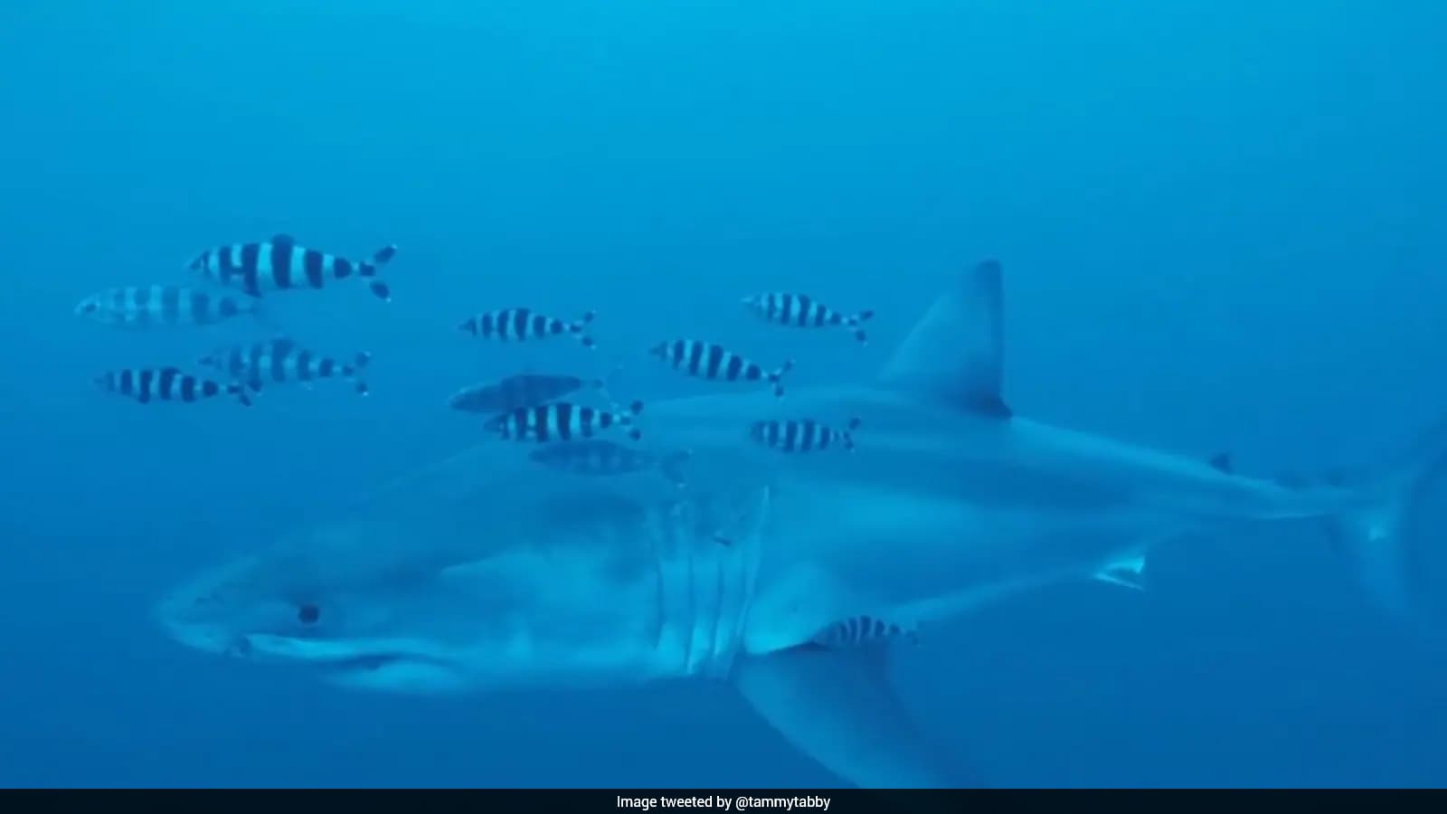 First Underwater Footage of Adult Great White Shark Recorded in Mediterranean Sea