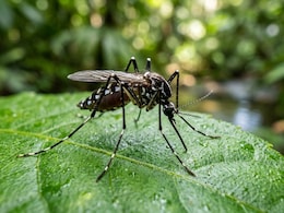How Climate Change Is Affecting Dengue Transmission Patterns