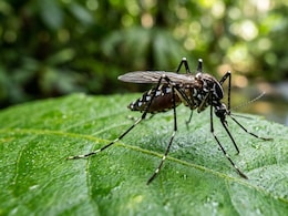 Over 500 Fresh Dengue Cases Reported In West Bengal In Last 7 Days