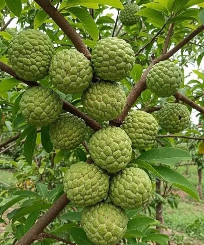 Seoni Jumbo Custard Apple GI Tag: सीताफल को मिली राष्ट्रीय पहचान Seoni Jumbo Custard Apple GI Tag: सीताफल को मिली राष्ट्रीय पहचान
