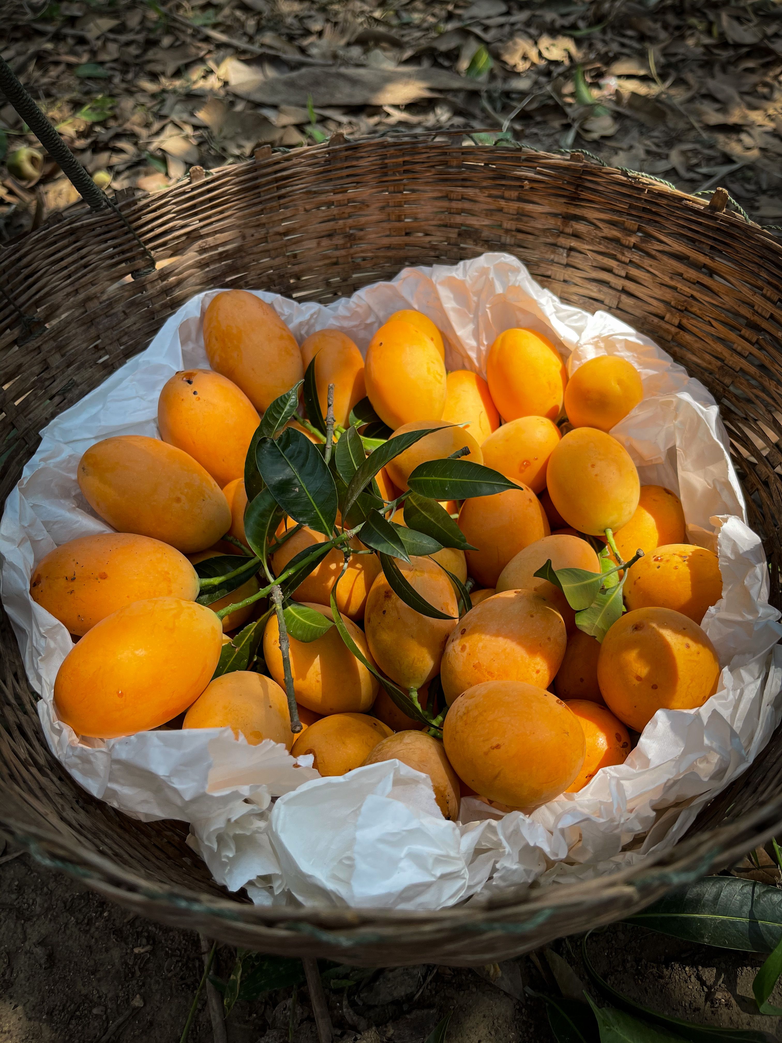 After Japan, Nepal Bans Import Of Indian Mangoes Over This Issue