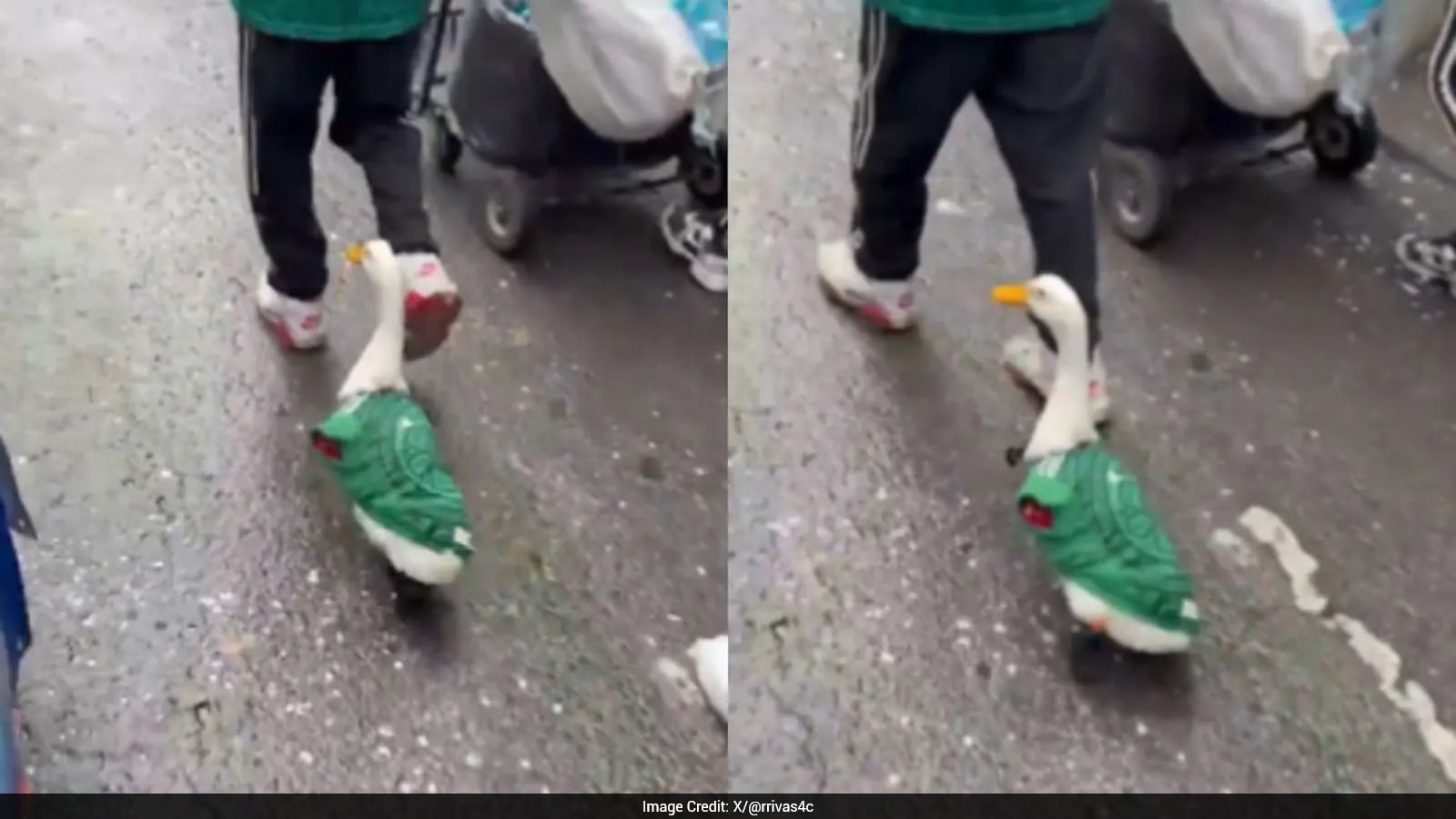 Watch: Duck Wearing Mexico Jersey During FIFA World Cup Goes Viral
