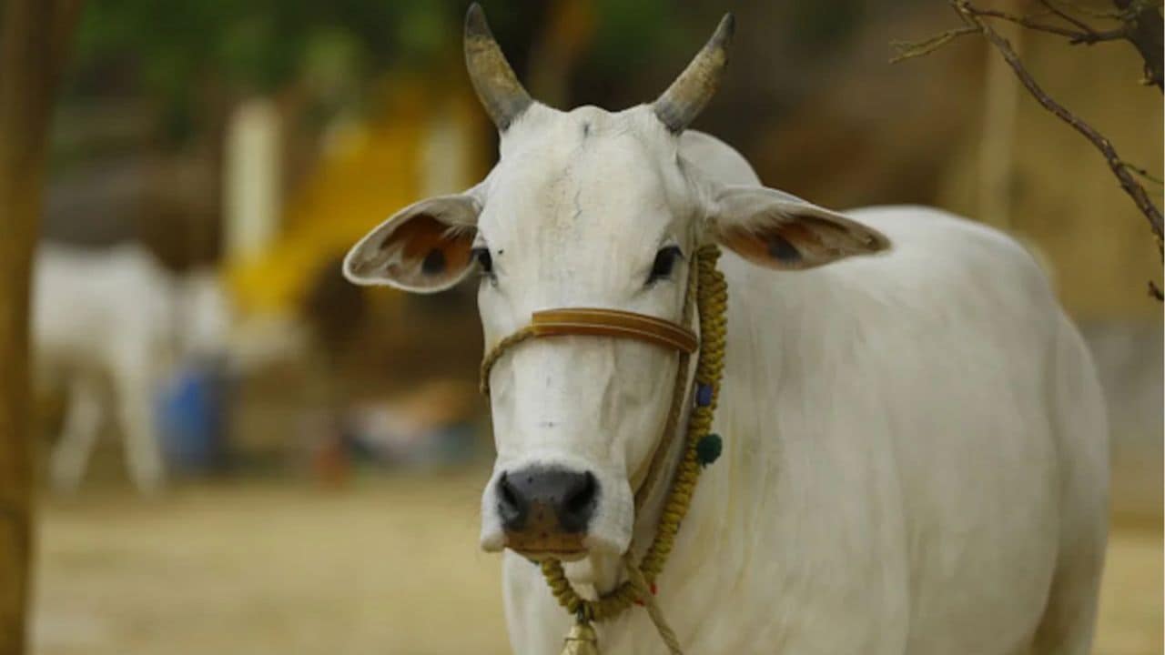 10 गायों की डेयरी शुरू करने का मौका, सरकार देगी 11.80 लाख रुपये तक की मदद, यहां जानें डिटेल