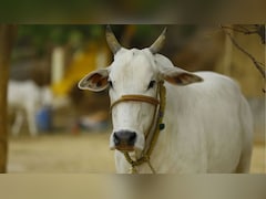 10 गायों की डेयरी शुरू करने का मौका, सरकार देगी 11.80 लाख रुपये तक की मदद, यहां जानें डिटेल