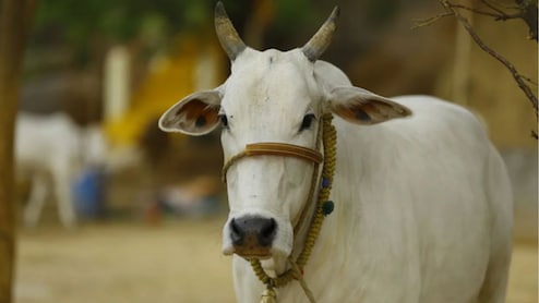 देश में गाय गौमाता के रूप में पूजनीय... मुजफ्फनगर कोर्ट ने गोकशी में तीन दोषियों को सुनाई 10 साल कैद की सजा