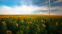 World Environment Day 2026: 25 Messages, Slogans And Quotes To Celebrate Our Planet