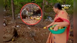 Viral Video: माकडांची सेवा करणाऱ्या पोलीस अधिकारी! 10 वर्षापासून त्या जे काही करतात ते पाहून तुम्ही ही...