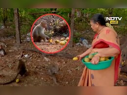 Viral Video: माकडांची सेवा करणाऱ्या पोलीस अधिकारी! 10 वर्षापासून त्या जे काही करतात ते पाहून तुम्ही ही...