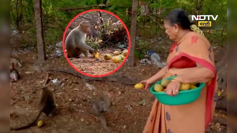 Viral Video: माकडांची सेवा करणाऱ्या पोलीस अधिकारी! 10 वर्षापासून त्या जे काही करतात ते पाहून तुम्ही ही...