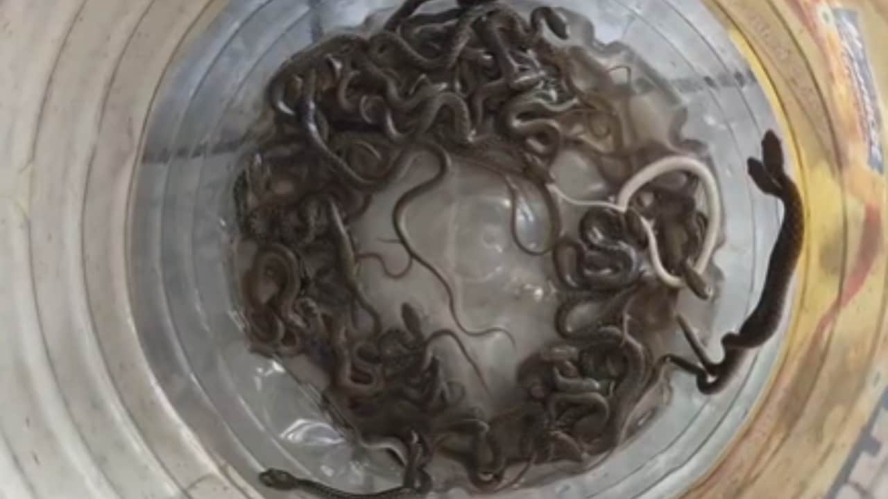 हरिद्वार में पानी के टैंक में सांपों का वास! 27 बच्चे मिले, परिवार रह गया दंग, पहुंची वन विभाग की टीम 