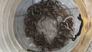 हरिद्वार में पानी के टैंक में सांपों का वास! 27 बच्चे मिले, परिवार रह गया दंग, पहुंची वन विभाग की टीम&nbsp;