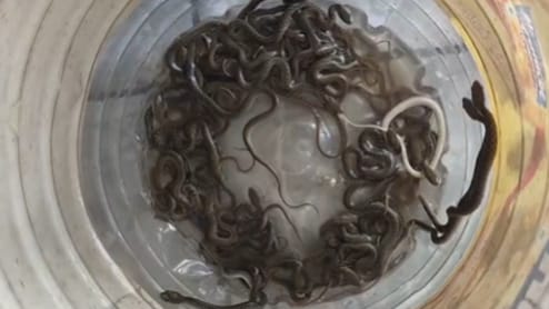 हरिद्वार में पानी के टैंक में सांपों का वास! 27 बच्चे मिले, परिवार रह गया दंग, पहुंची वन विभाग की टीम&nbsp;