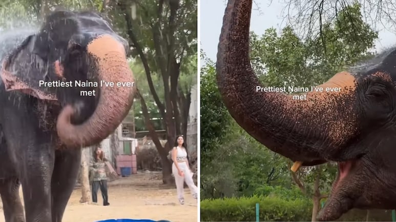 Viral Video: 'नैना' की शरारतों पर फिदा हुआ इंटरनेट, 3.5 मिलियन लोगों ने देखा क्यूट हाथिनी का वायरल वीडियो