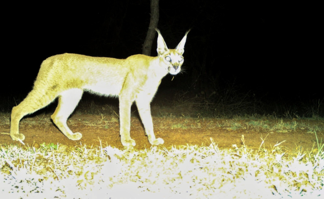 Rare Caracal Spotted In Madhya Pradesh's Kuno National Park After Decades