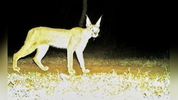 Rare Caracal Spotted In Madhya Pradesh's Kuno National Park After Decades