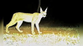 Rare Caracal Spotted In Madhya Pradesh's Kuno National Park After Decades