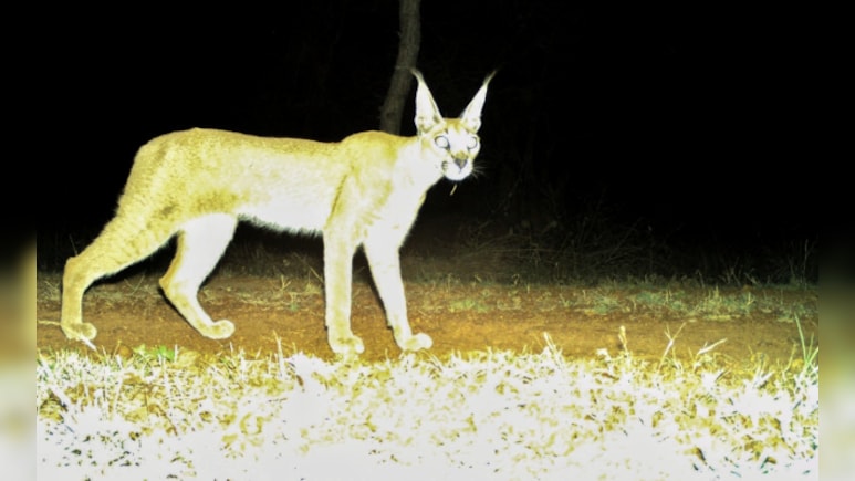Rare Caracal Spotted In Madhya Pradesh's Kuno National Park After Decades