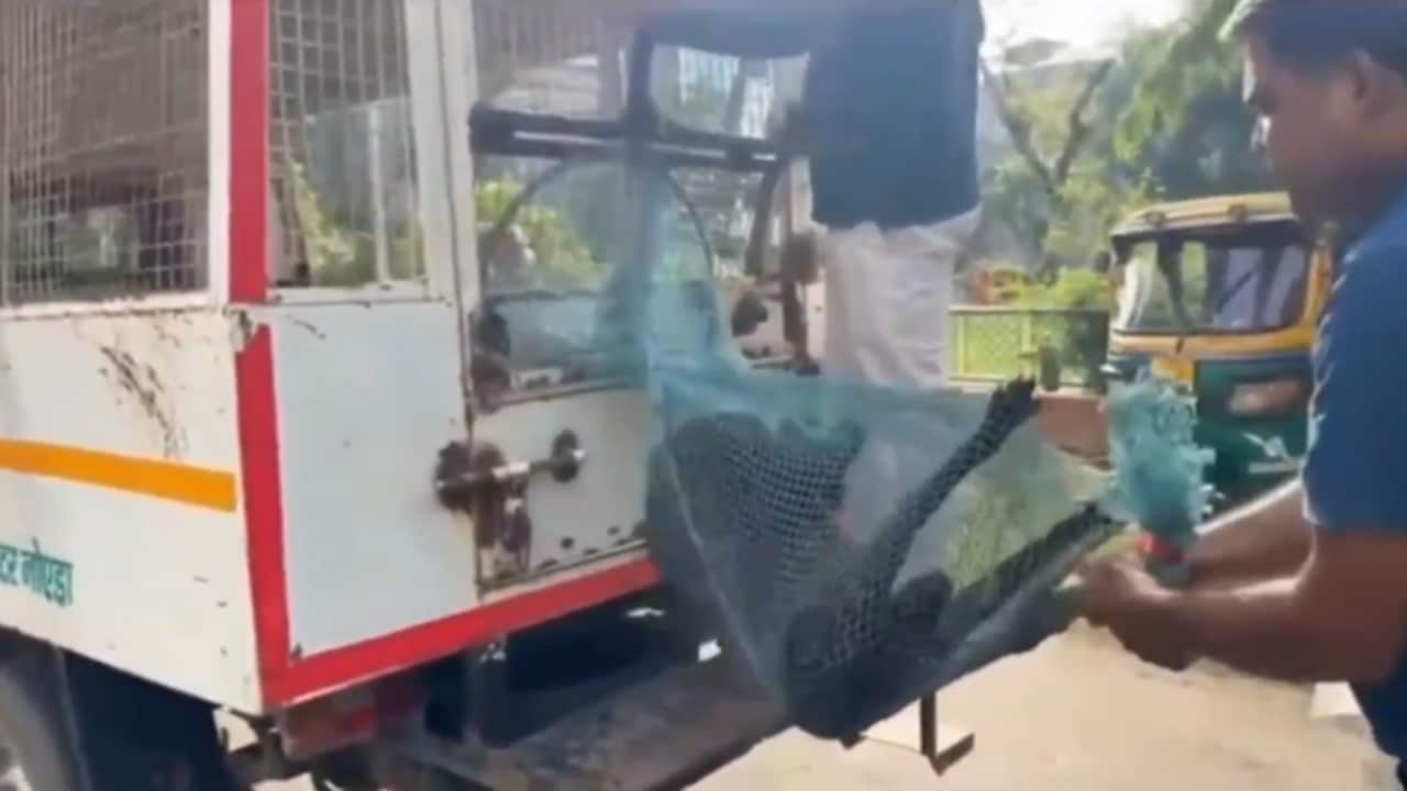लोगों की शिकायत पर कुत्तों को पकड़ने पहुंची टीम, तरीका देखकर फूटा गुस्सा, वीडियो सोशल मीडिया पर वायरल