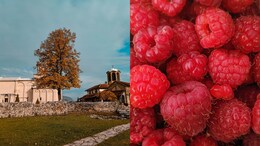 This Tiny Town In Serbia Exports Handpicked And Chemical-Free Raspberries Worldwide
