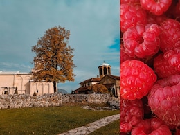 This Tiny Town In Serbia Exports Handpicked And Chemical-Free Raspberries Worldwide