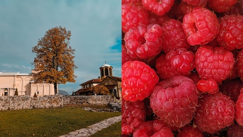 This Tiny Town In Serbia Exports Handpicked And Chemical-Free Raspberries Worldwide
