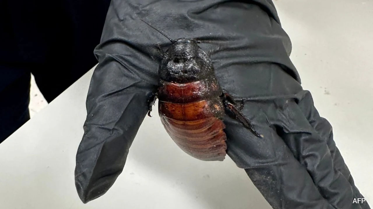 Cockroach Kingpin In Australia Caught With 1,00,000 Illegal Insects In Record Bust