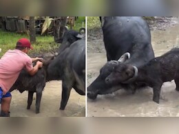 VIDEO: भैंस के सींग में फंस गया मासूम 'कटड़ा', फिर शख्स ने जो किया उसने जीत लिया इंटरनेट का दिल
