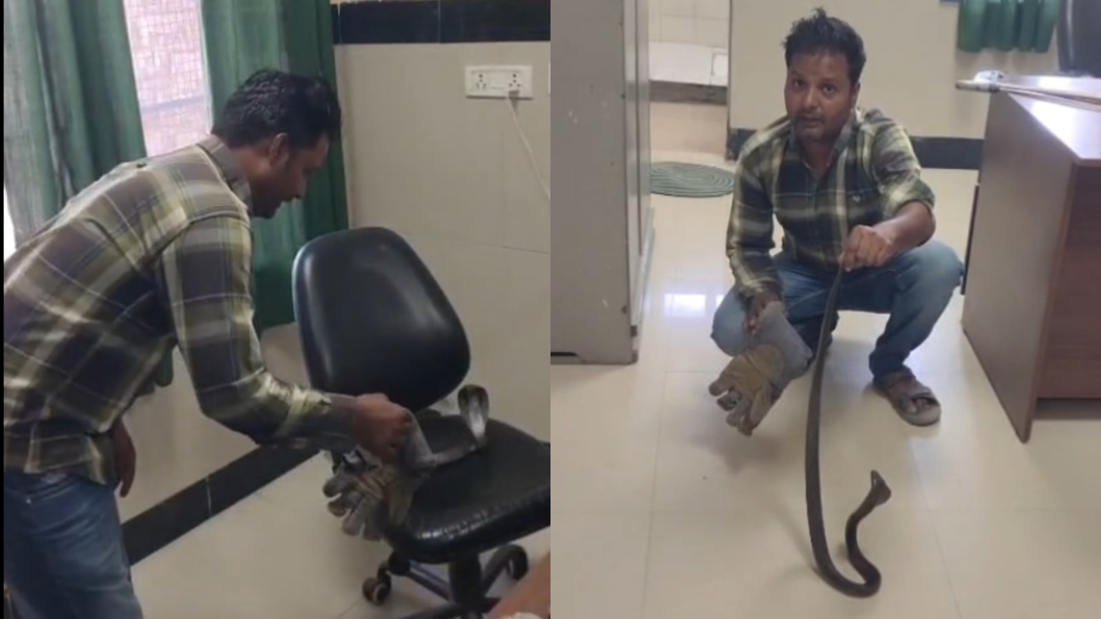 स्नेक कैचर ने सांप को पकड़कर उसे जंगल में छोड़ दिया