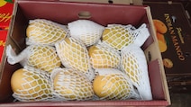 Singapore Praises Indian Banganapalle Mangoes Exported Via First Sea Shipment