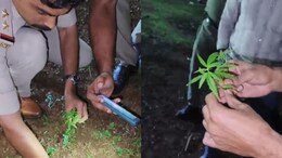 Marijuana Plants Discovered Inside Kerala Temple Premises, Probe Launched