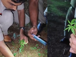 Marijuana Plants Discovered Inside Kerala Temple Premises, Probe Launched