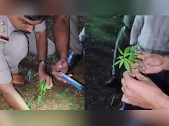 Marijuana Plants Discovered Inside Kerala Temple Premises, Probe Launched
