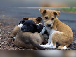 ग्रेटर नोएडा में डॉग्स के लिए बनेंगे 1200 फीडिंग पॉइंट, जानिए कहां-कहां बनेंगे चबूतरे