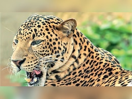 झालावाड़ में पैंथर का आतंक, झाड़ियों से  निकलकर ड्यूटी पर तैनात चौकीदार को दबोचा