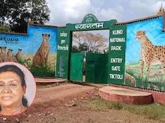 चीतों से घिरे कूनो नेशनल पार्क में रात गुजारेंगी राष्ट्रपति दौपदी मुर्मु, वहां क्या-क्या करेंगी?