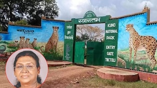 चीतों से घिरे कूनो नेशनल पार्क में रात गुजारेंगी राष्ट्रपति दौपदी मुर्मु, वहां क्या-क्या करेंगी?