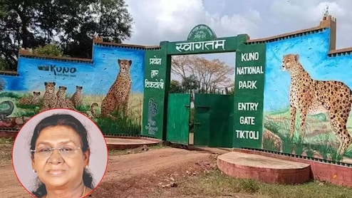 चीतों से घिरे कूनो नेशनल पार्क में रात गुजारेंगी राष्ट्रपति दौपदी मुर्मु, वहां क्या-क्या करेंगी?