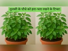 ​तुलसी के पौधे को सूखने से कैसे बचाएं? जानें वो गलतियां जो अक्सर लोग करते हैं