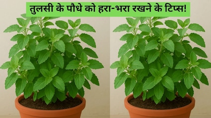 ​तुलसी के पौधे को सूखने से कैसे बचाएं? जानें वो गलतियां जो अक्सर लोग करते हैं