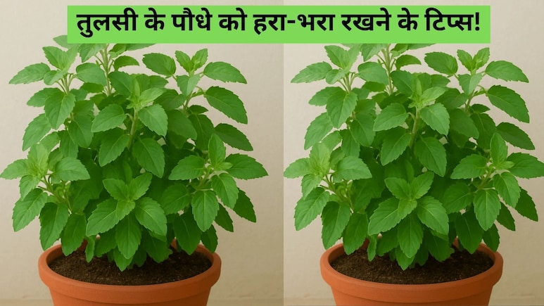 ​तुलसी के पौधे को सूखने से कैसे बचाएं? जानें वो गलतियां जो अक्सर लोग करते हैं