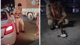 गाड़ी के नीचे आने वाला था बिल्ली का बच्चा, पुलिसवाले ने ऐसे बचाई जान, दिल छू लेने वाला वीडियो वायरल