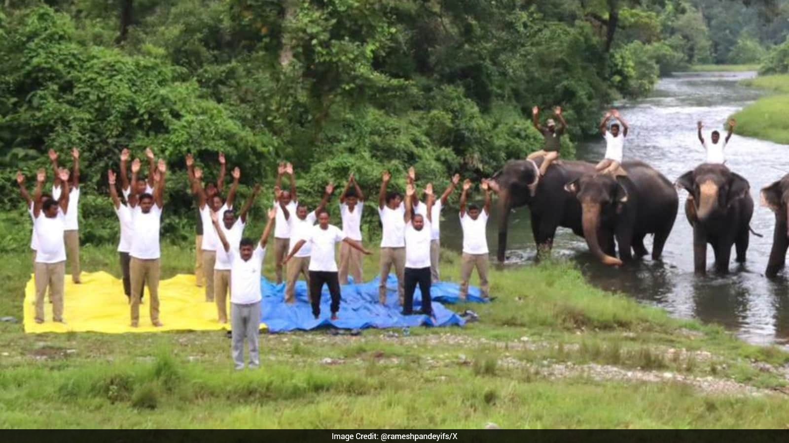 Forest Rangers Celebrate International Yoga Day with Elephants at Jaldapara Park