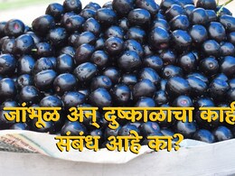 जांभळाचा सुकाळ म्हणजे दुष्काळाची चाहूल? या दाव्यात किती तथ्य? स्ट्रेस फ्रुटिंग प्रक्रियेशी काही संबंध आहे का?&nbsp;
