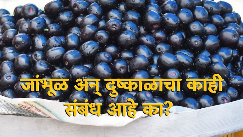 जांभळाचा सुकाळ म्हणजे दुष्काळाची चाहूल? या दाव्यात किती तथ्य? स्ट्रेस फ्रुटिंग प्रक्रियेशी काही संबंध आहे का?&nbsp;