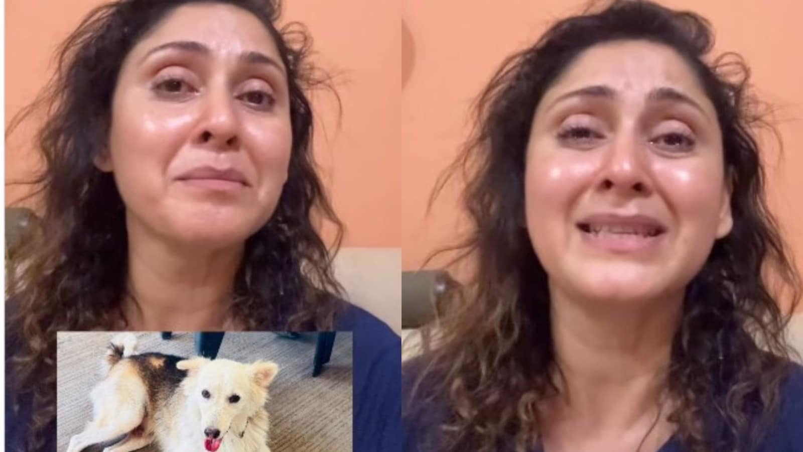 Actor Manjari Fadnis Says Society Dog "Brutally Murdered" In Mumbai: 'They Hit Him Until He Was Bleeding'