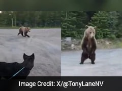 Watch: Woman, Her Pet Dog Narrowly Escape Grizzly Bear Encounter In Canada